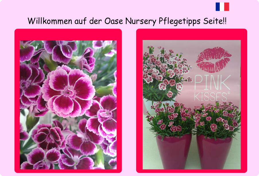 kwekerij oase bloemen pink kissis.pdf